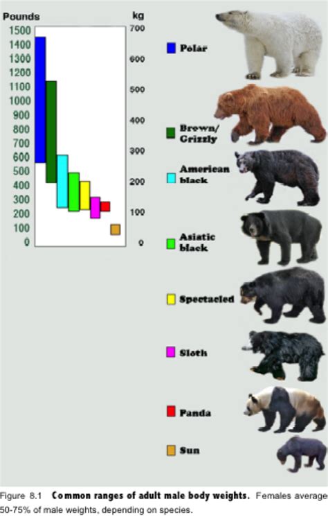 Now available for most models. Bear Species Size Chart | Bear species, Grizzly bear size ...