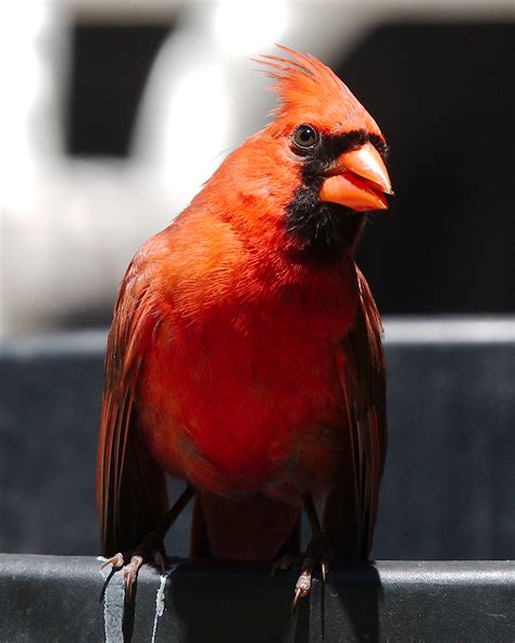 Wiki Northern Cardinal Upcscavenger