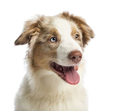 Close Up Of An Australian Shepherd Puppy 4 Months Old Stock Image