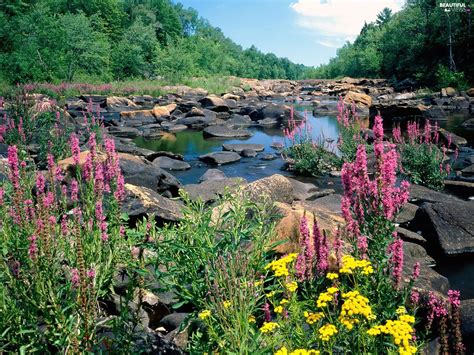 River Flowers Woods Stones Beautiful Views Wallpapers 1600x1200