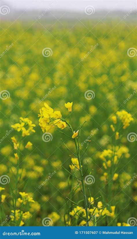 Lots Of Yellow Mustard Flower In The Fields Stock Image Image Of