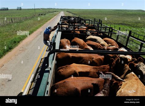 How Many Cows Fit In A Cattle Truck