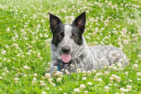 texas heeler facts puppies characteristics temperament animals adda