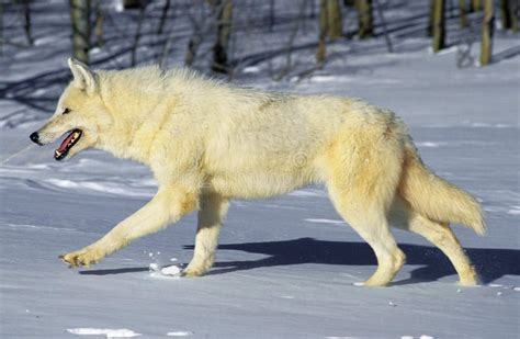 Arctic Wolf Canis Lupus Tundrarum Adult Walking In Snow Alaska Stock