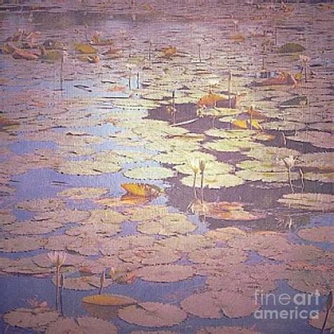 Water Lilies Photograph By Beth Williams Fine Art America