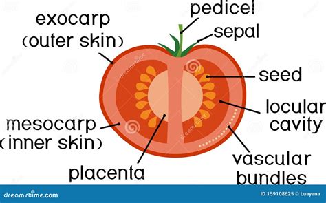Morphology And Anatomy Of Tomato Ripe Red Fruit Tomato Fruit Structure