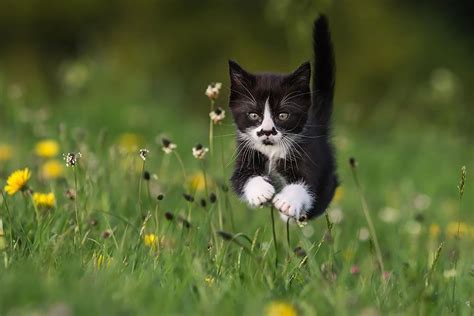 Just Some Fabulous Jumping Cats Imgur Cute Kittens Cats And Kittens
