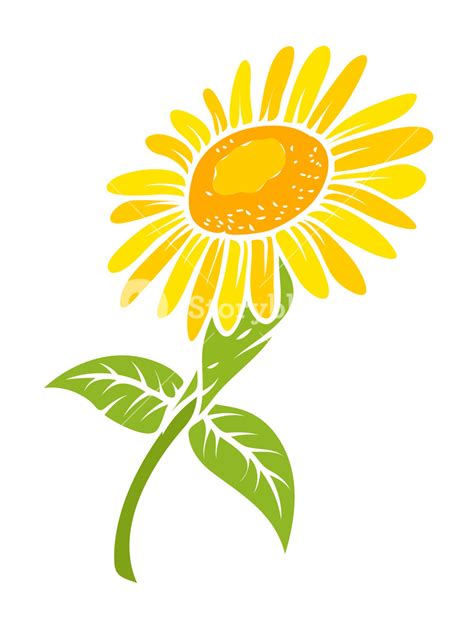 Sunflower Vector Design Royalty Free Stock Image Storyblocks