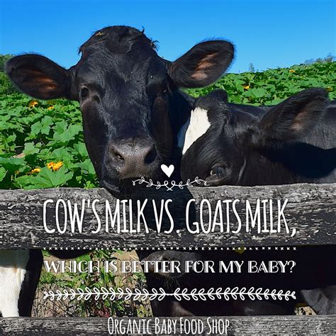 Some goats are bred specifically for milk. Cow's milk versus Goats Milk, which is better for my baby ...