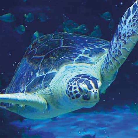 Breed Rescue Protect Sea Life Michigan Aquarium