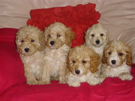 She will greet you with a wagging tail and puppy kisses every time you come home. Cavapoo Puppies For Sale | Raleigh, NC #169525 | Petzlover