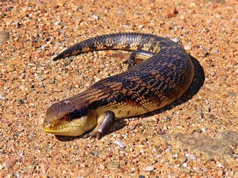 Blotched Blue Tongued Lizard Facts Diet Habitat And Pictures On