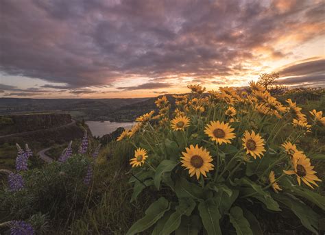 Rowena Crest Sunrise With Balsamroot Flowers Gary Randall