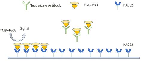 Sars Cov 2 Neutralizing Antibody Elisa Kit Creative Diagnostics