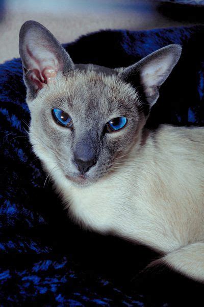 What Is The Expected Life Span Of A Blue Point Siamese Cat Siamese