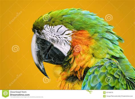189 Sleeping Macaw Parrot Stock Photos Free And Royalty Free Stock