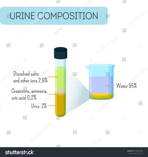 Urine Composition Infographics Urine Sample In Royalty Free Stock