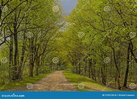 Path Through A Fresh Green Spring Forest N The Flemish Countryside