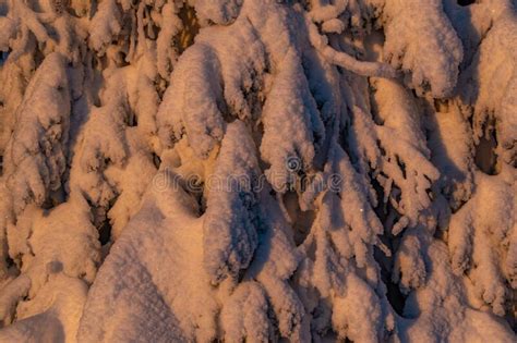 Winter Morning Scene In Norway With Snow Covered Trees Stock Photo