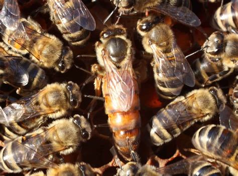 How Honey Bees Reproduce Perfectbee