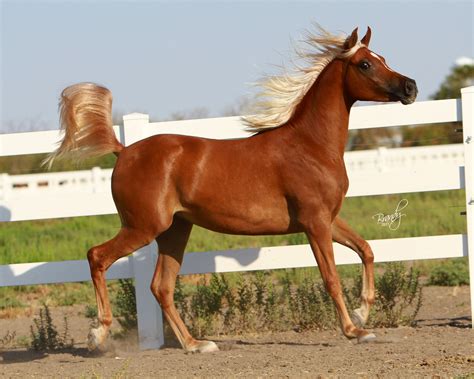 Fayes Horse Beautiful Arabian Horses Arabian Horse Egyptian