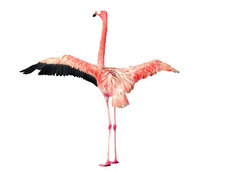 Flamingo Png