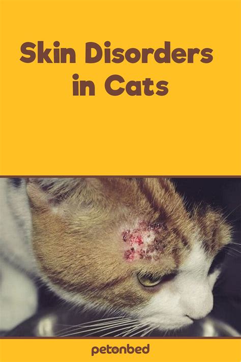 Common Skin Disorders In Cats Skin Disorders Cat Skin Cat Skin Diseases