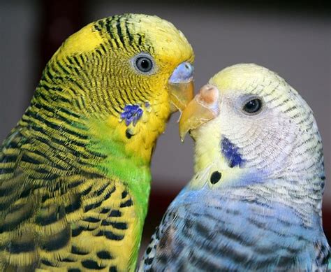 Males tend to be more affectionate, and females tend to socialise more easily, for example. Budgie Parakeet Questions & Answers (FAQ)