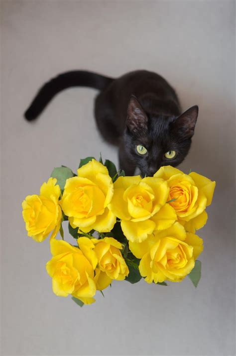 Check spelling or type a new query. Pin by Alice Hummer on Yellow, Color Of Happiness | Cats ...