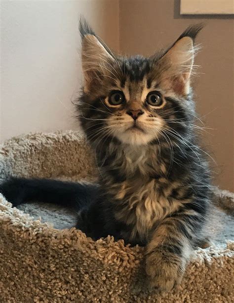 They are the largest of domestic cat breeds and, deep inside. Maine Coon Kittens For Adoption Near Me