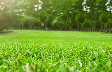 How To Care For Your Lawn After Aeration And Seeding Canopy Lawn Care