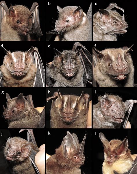 Bat Species Recorded In The Serra Da Bocaina National Park In The