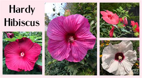 Hardy Hibiscus How To Plant And Grow This Tropical Looking Perennial