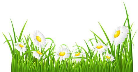 35 Daisy Flower Clipart Png In 2021