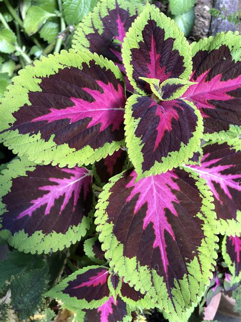 I love the colors of this multicolored leaves. : gardening