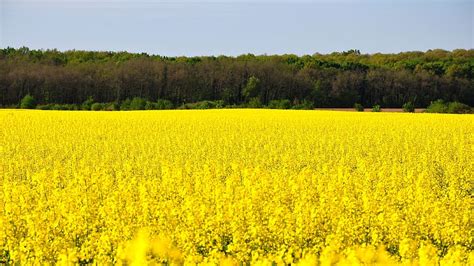 Hd Wallpaper Rape Spring Canola Field Yellow Canola Field Nature