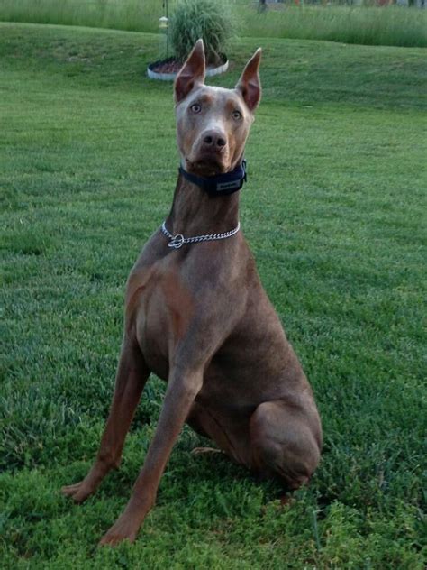 Pin By Gina Patrick On Dobi Love Doberman Dogs White Doberman