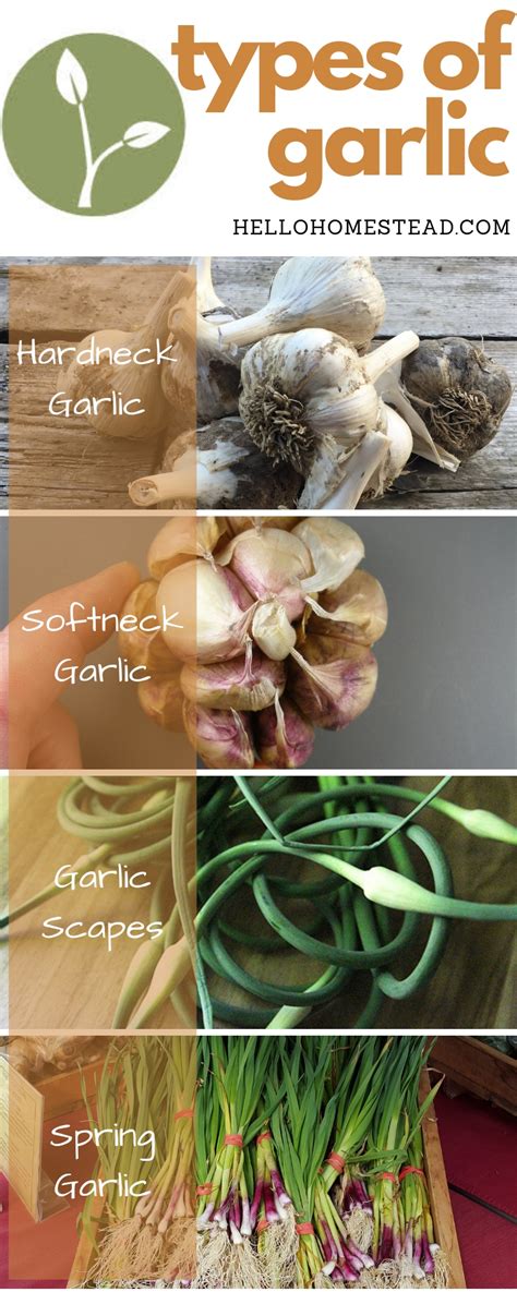A Guide To The Different Types Of Garlic Hello Homestead