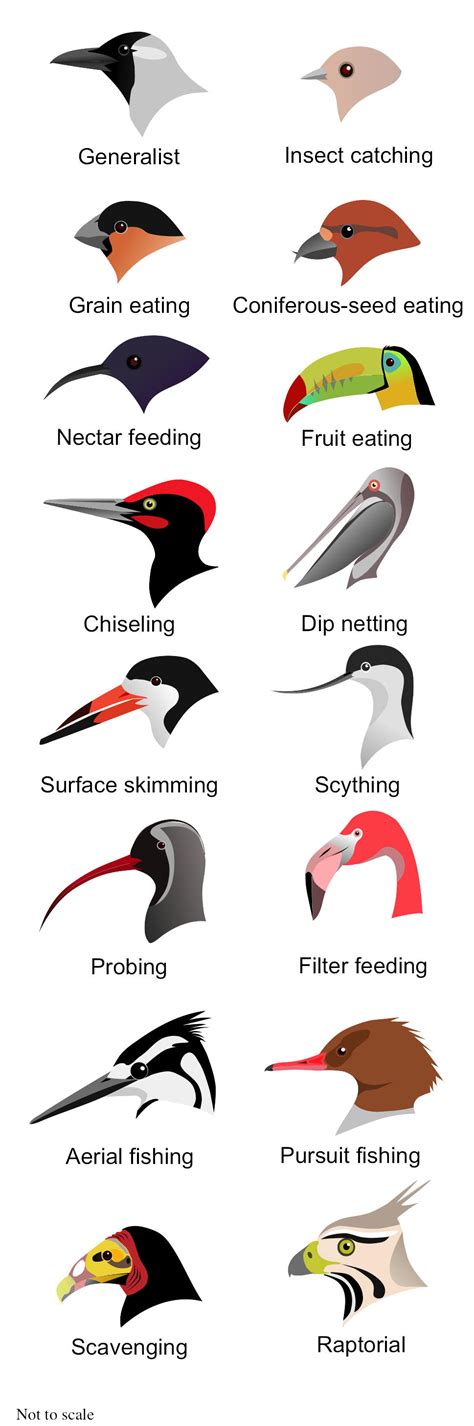 The cornell lab of ornithology offers helpful tips for people who find sick birds at their feeder. Bird Beaks: Competition and Natural Selection