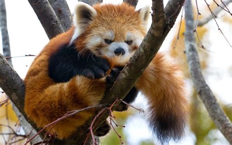 Angry Red Panda Myconfinedspace