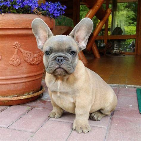 Get advice from breed experts and make a safe choice. Our breeding - French Bulldog Breed