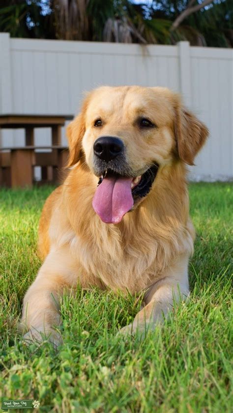 Stud Dog Handsome Large And Goofy Golden Retriever