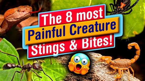 Creatures That Have The Most Painful Stings And Bites Youtube