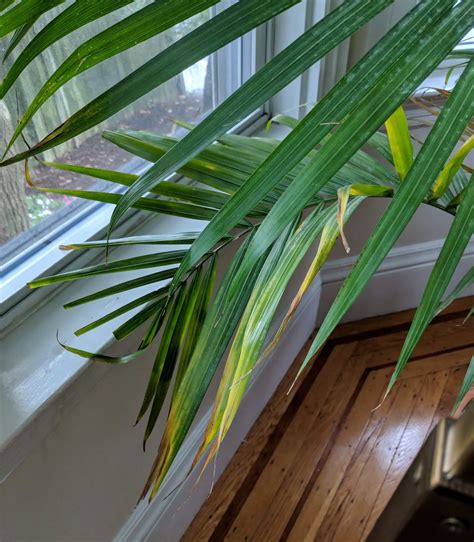 Indoor plants aren't immune to disease or problems, so tending to leaf browning right away helps ensure the palm returns to health. Why is My Majesty Palm Brown And Yellow? | Bloomscape