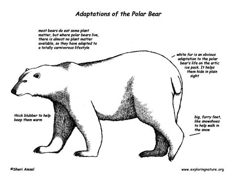 Deserts are hot and dry. Adaptations of the Polar Bear