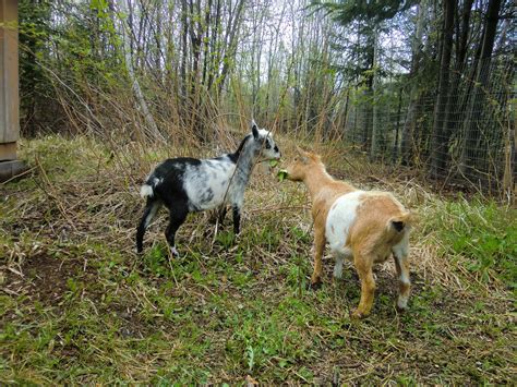 North Forest Farm An Introduction To The Nigerian Dwarf Dairy Goat