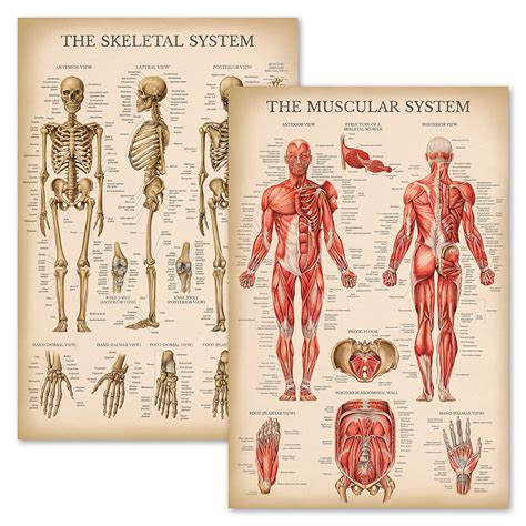 Buy Vintage Muscular And Skeletal System Anatomical Chart Set Human