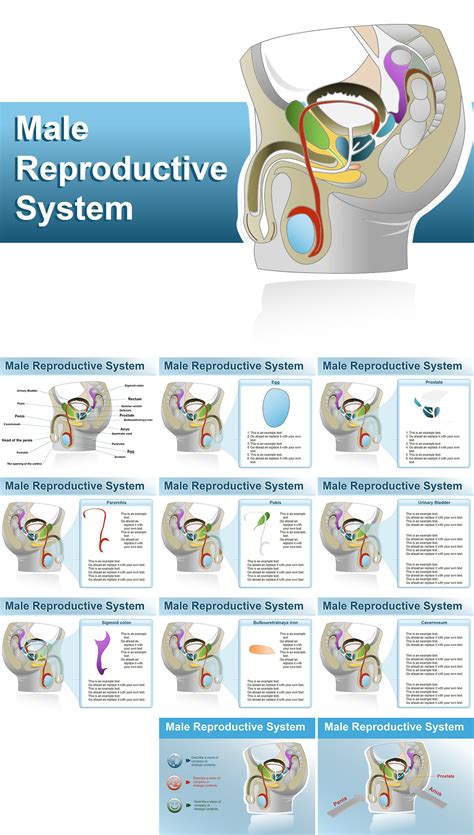 Male Reproductive Organs Powerpoint Template By BEC