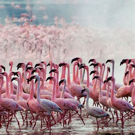 Thousands Of Pink Flamingos At Lake Nakuru Kenya Amusing Planet