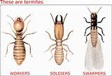 Pictures of Types Of Termite Protection
